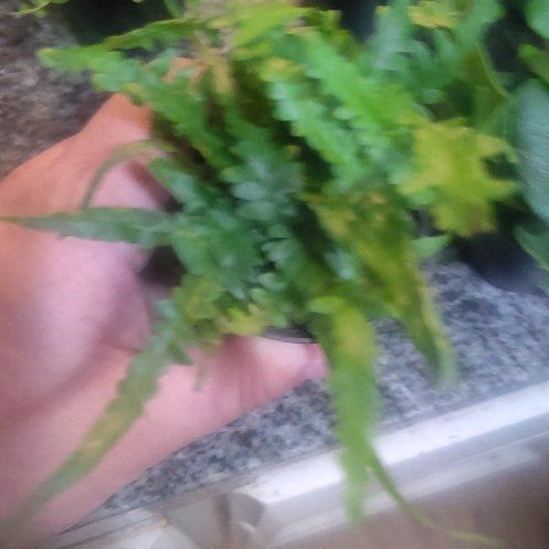 Photo of the plant species Bronze Venus Fern by @WinPilea31 named Oscar on Greg, the plant care app