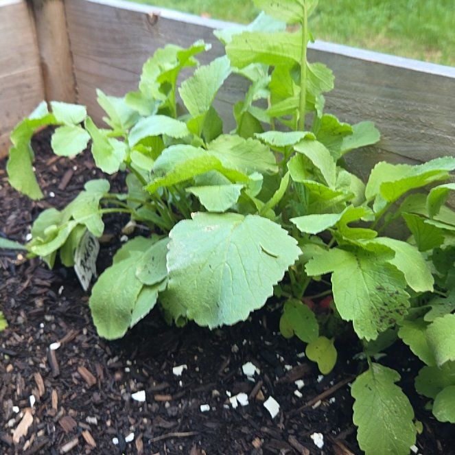 Photo of the plant species Cultivated Radish by @ExpertRiberry30 named Keanu Leaves on Greg, the plant care app