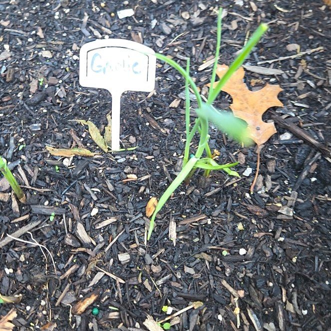 Photo of the plant species Garlic by @ExpertRiberry30 named Terra on Greg, the plant care app