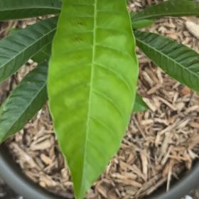 Photo of the plant species Yellow Sapote by @FunChisme61 named Scarlett on Greg, the plant care app