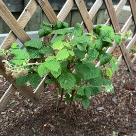 Photo of the plant species European Red Raspberry by @LivelyBlue79 named Xena on Greg, the plant care app