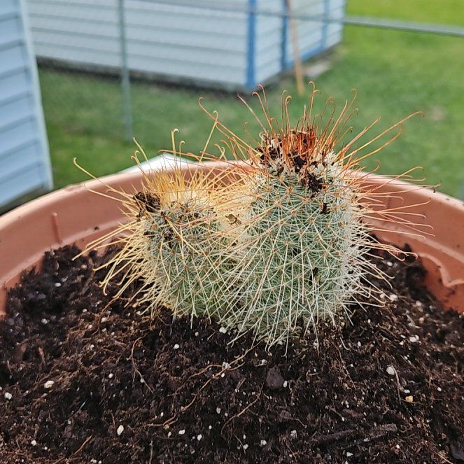 Photo of the plant species Mammillaria magnifica by @FabTupeia66 named Stormi on Greg, the plant care app