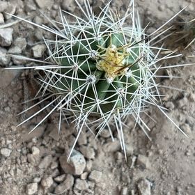 Photo of the plant species Banana Cactus by @SizableBlue83 named Xena on Greg, the plant care app