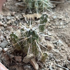 Photo of the plant species Cane Cholla by @SizableBlue83 named Sol on Greg, the plant care app