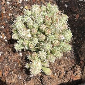 Photo of the plant species Medusa's Head by @SizableBlue83 named Fernie Mercury on Greg, the plant care app