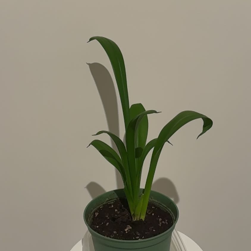 Photo of the plant species Sansevieria Black Dragon by @WiredDamsii79 named Lavender on Greg, the plant care app