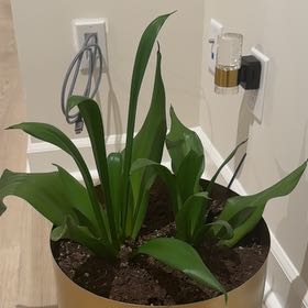 Photo of the plant species Sansevieria Black Dragon by @WiredDamsii79 named Sol on Greg, the plant care app