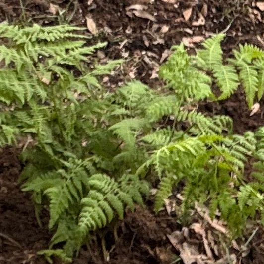Photo of the plant species Wing Fern by @EarlyGoldwire43 named Planty on Greg, the plant care app