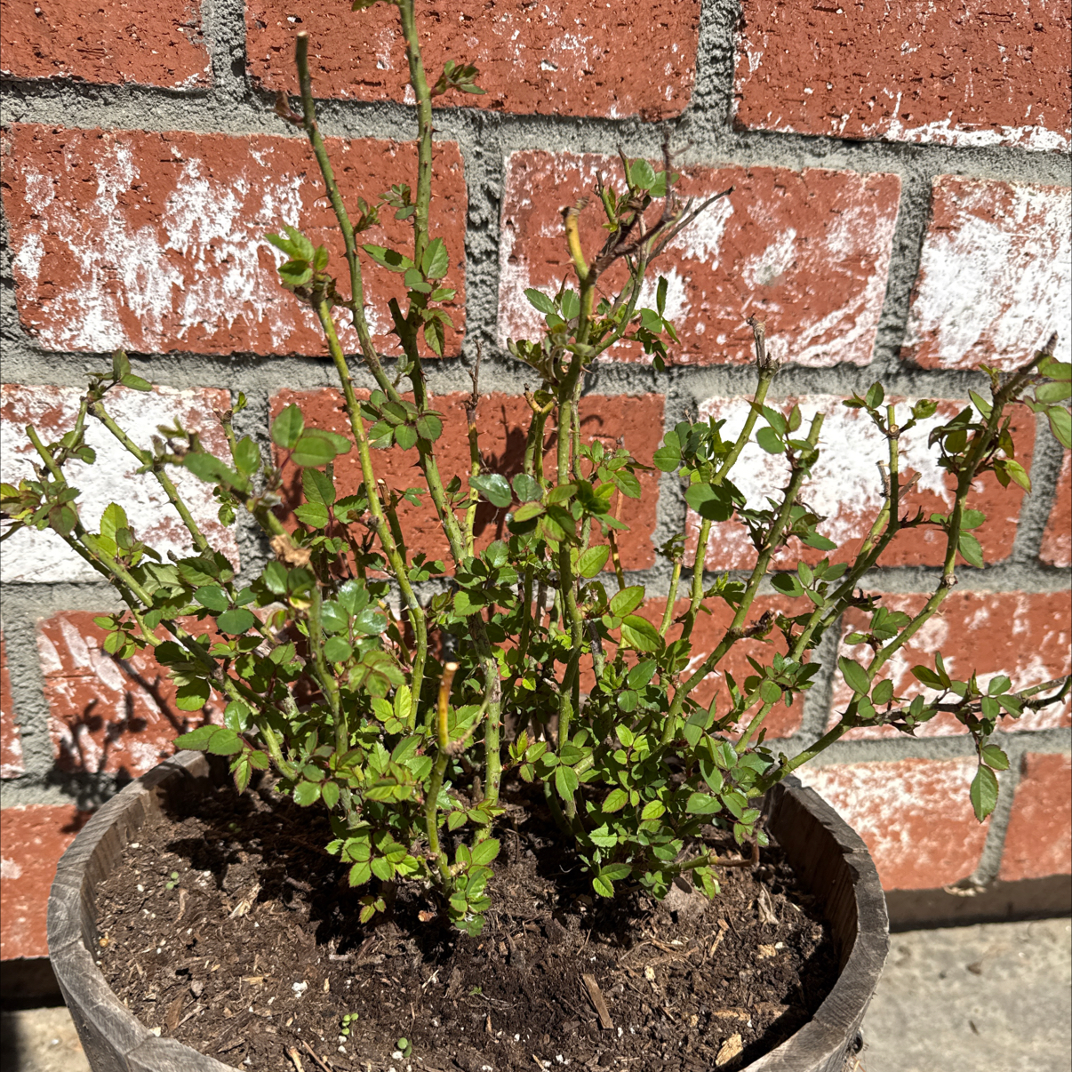 Photo of the plant species Rose by @OlympianDyebush named Orlando Bloom on Greg, the plant care app