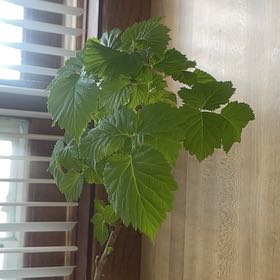 Photo of the plant species Black Raspberry by @IconPitayita17 named Elina on Greg, the plant care app
