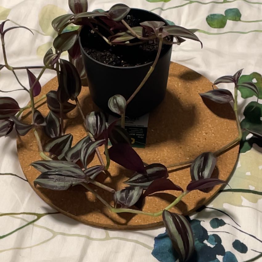Photo of the plant species Tradescantia zebrina 'Violet Hill' by @LushChilli69 named Wandering Jew on Greg, the plant care app