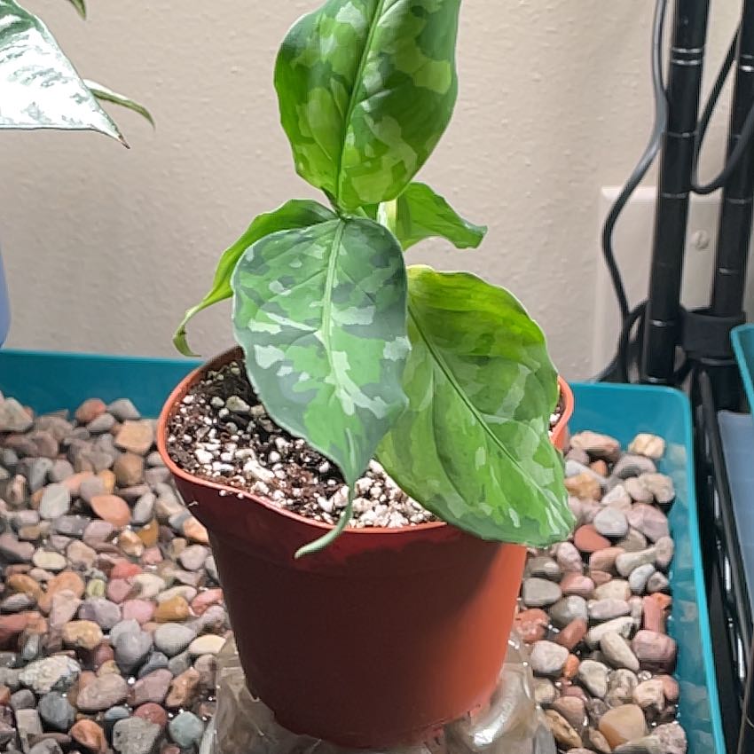 Photo of the plant species Aglaonema 'Tricolor' by @LushChilli69 named Gates on Greg, the plant care app