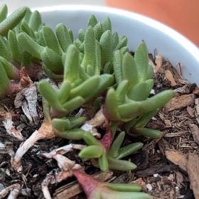 Photo of the plant species Disphyma by @ShinyPuka9 named Keanu Leaves on Greg, the plant care app