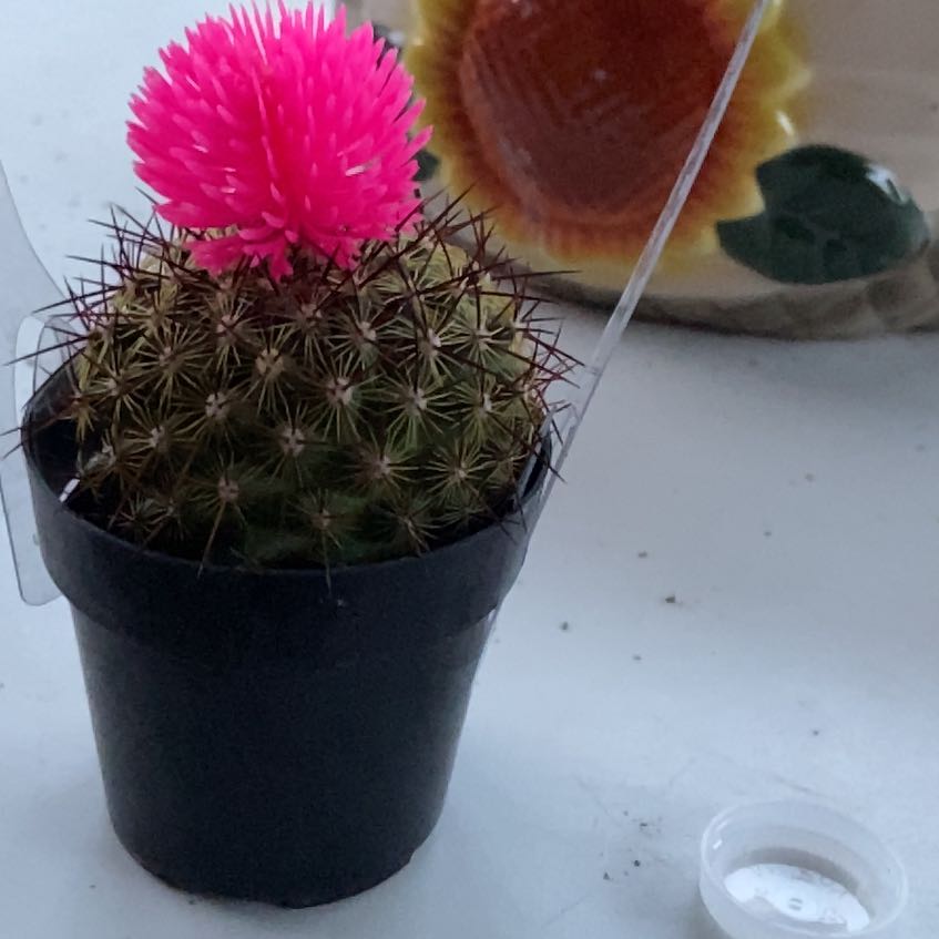 Photo of the plant species Chihuahuan Beehive by @HeroMoss18 named Elle on Greg, the plant care app