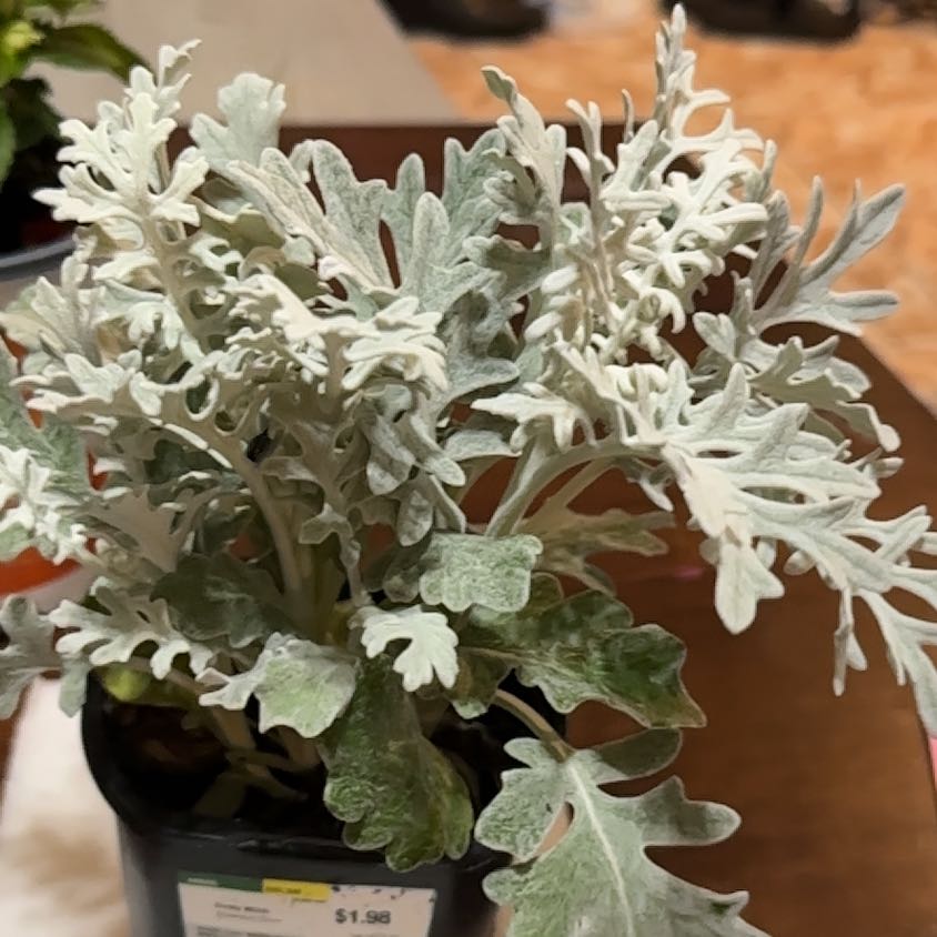 Photo of the plant species Dusty Miller by @FreeLuckyjade19 named Clooney on Greg, the plant care app