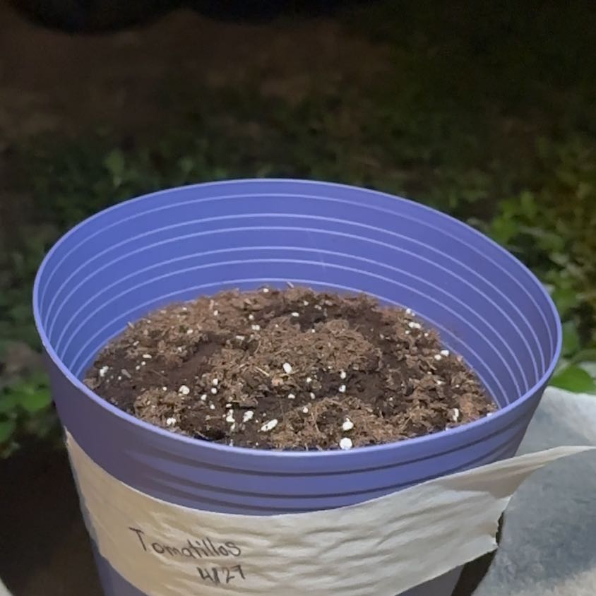 Photo of the plant species Purple Tomatillo by @FreeLuckyjade19 named Keanu Leaves on Greg, the plant care app
