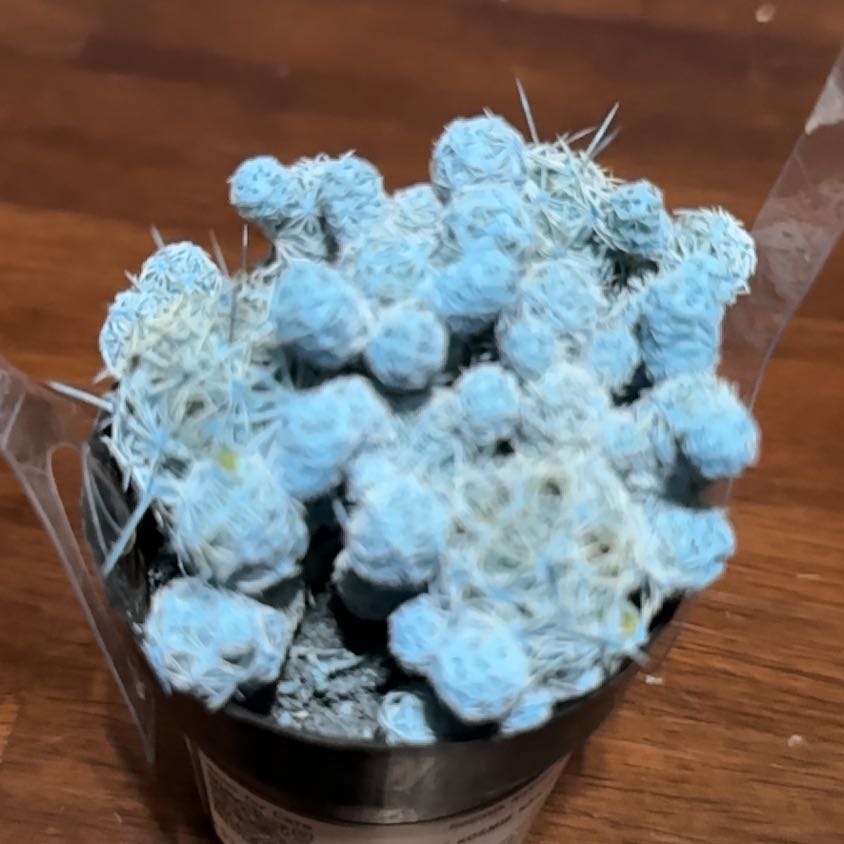 Photo of the plant species Kosmic by @FreeLuckyjade19 named Doja Cat on Greg, the plant care app