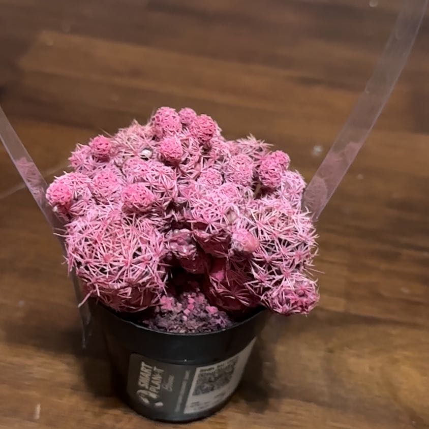 Photo of the plant species Kosmic by @FreeLuckyjade19 named Sabrina Sharpenter on Greg, the plant care app