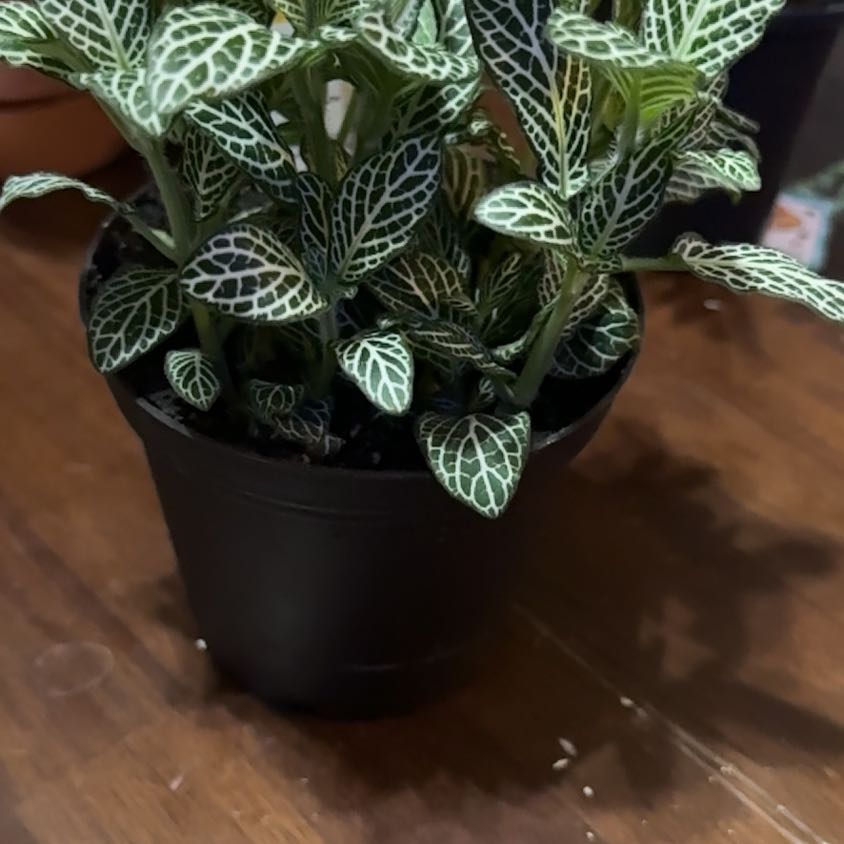 Photo of the plant species Mini White Fittonia by @FreeLuckyjade19 named Peter Parker on Greg, the plant care app