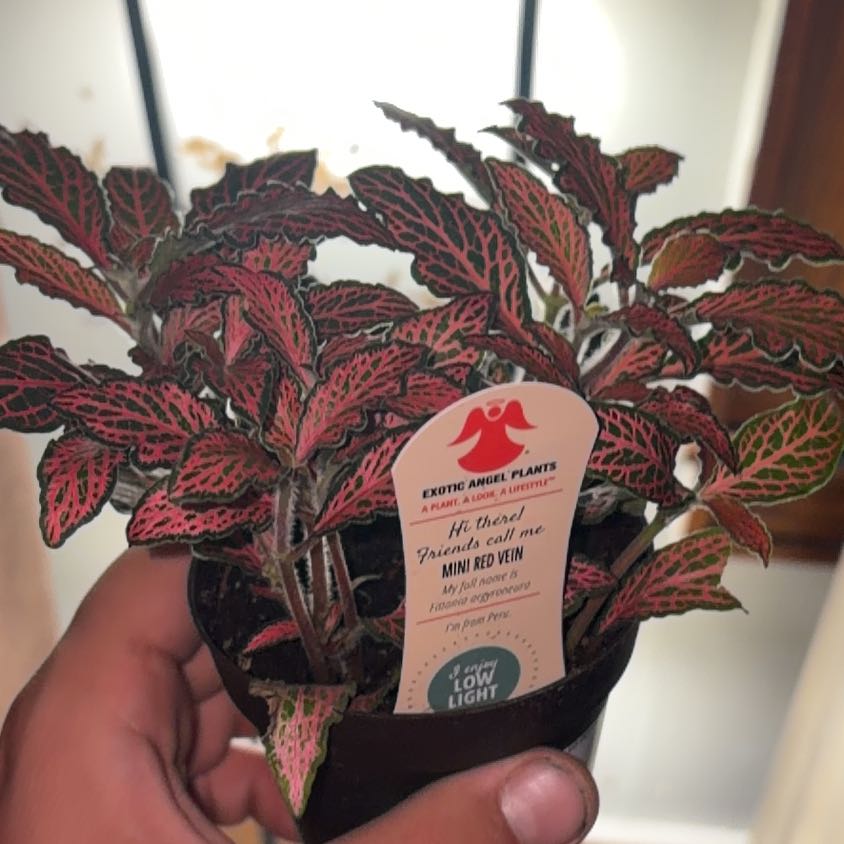 Photo of the plant species Mini Red Vein Plant by @UltraToropapa31 named Wall-E on Greg, the plant care app