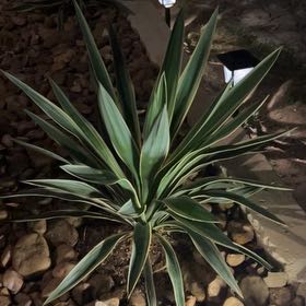 Photo of the plant species Adam's Needle by @AceBorage53 named Sherlock on Greg, the plant care app