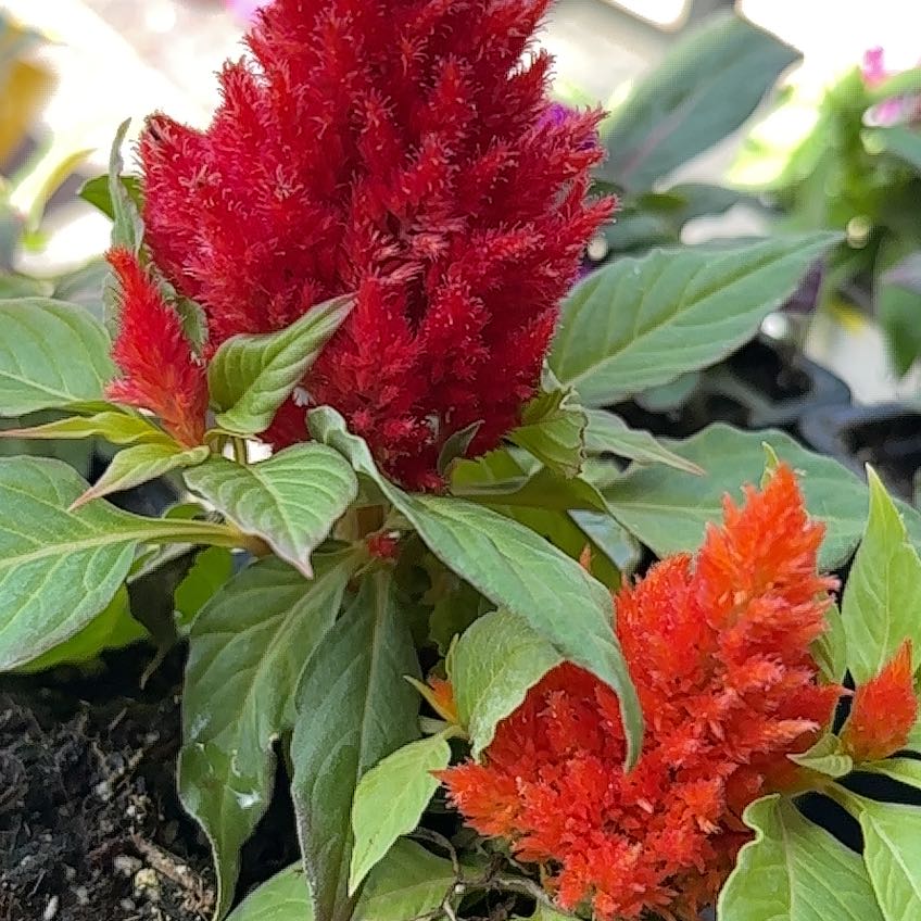 Photo of the plant species Celosia by @HipBlue15 named Drakes on Greg, the plant care app