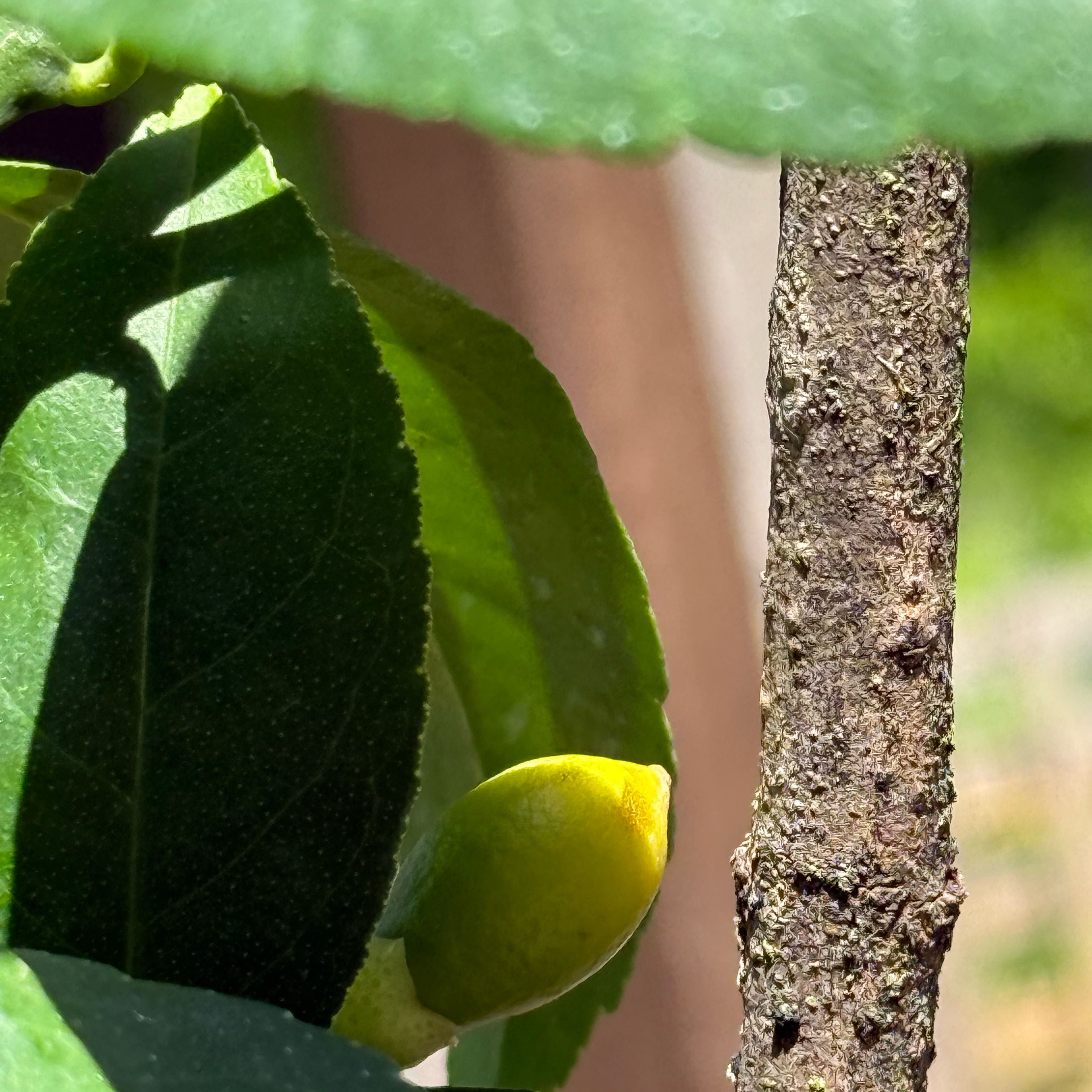 Photo of the plant species Dwarf Improved Meyer Lemon Tree by @TopFivespot47 named da Vinci on Greg, the plant care app