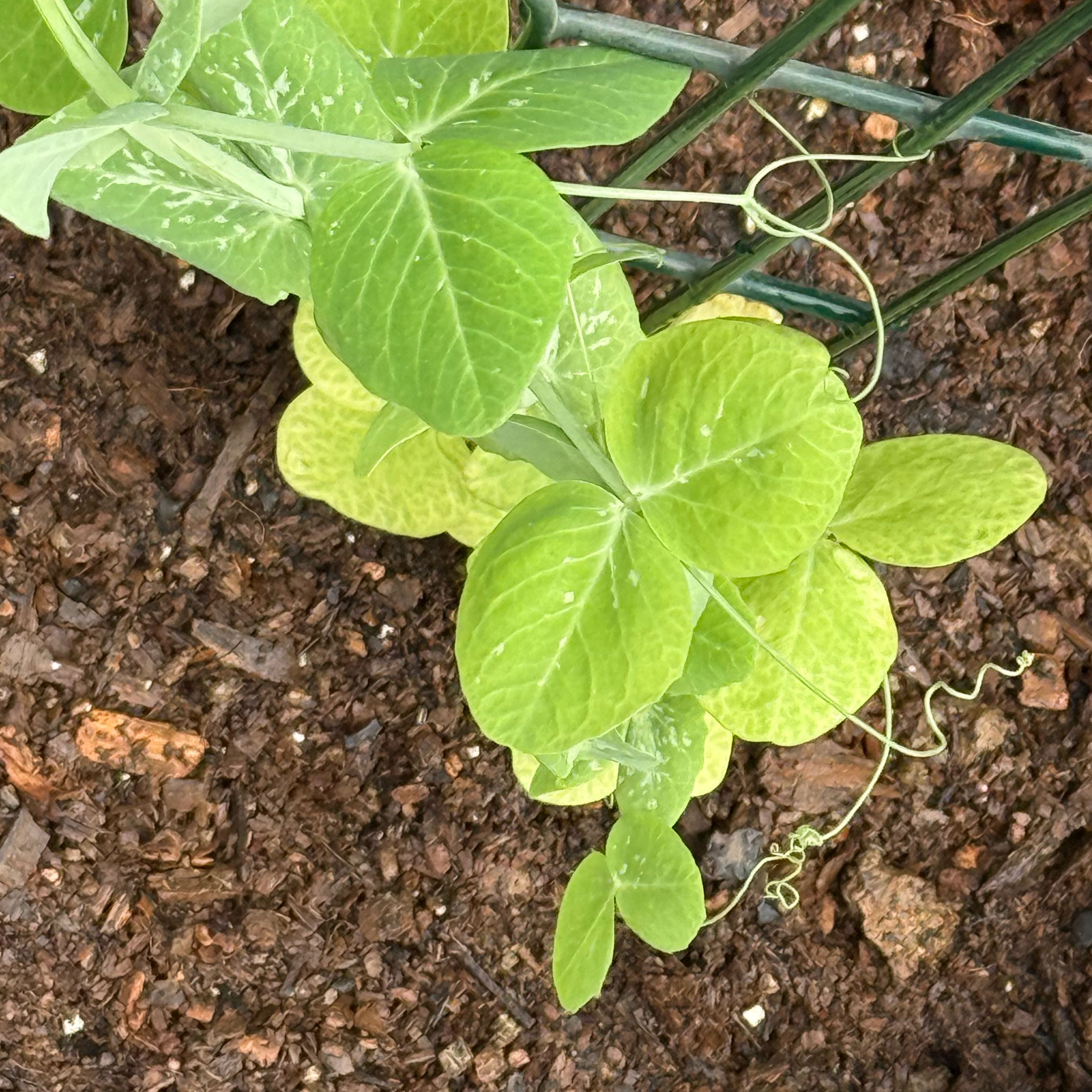 Photo of the plant species Sugar Snap Peas by @TopFivespot47 named Sir Plancelot on Greg, the plant care app