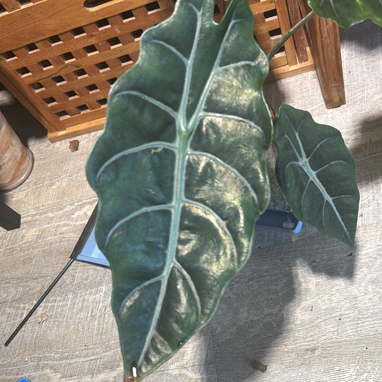 Photo of the plant species Alocasia by @HighestBlinks3 named Diana on Greg, the plant care app
