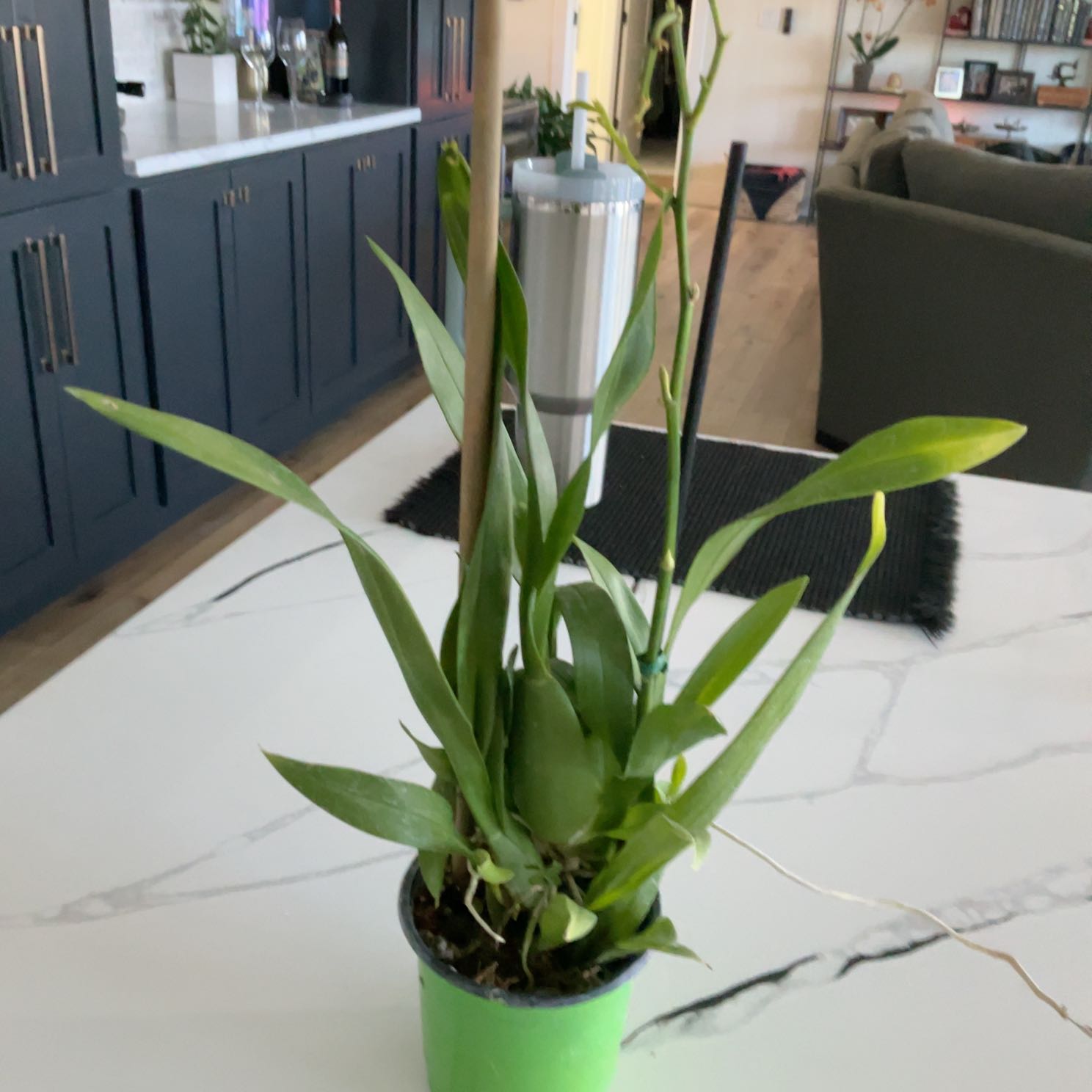 Photo of the plant species Oncidium HOF by @KnowableLilac21 named Huckleberry Fern on Greg, the plant care app