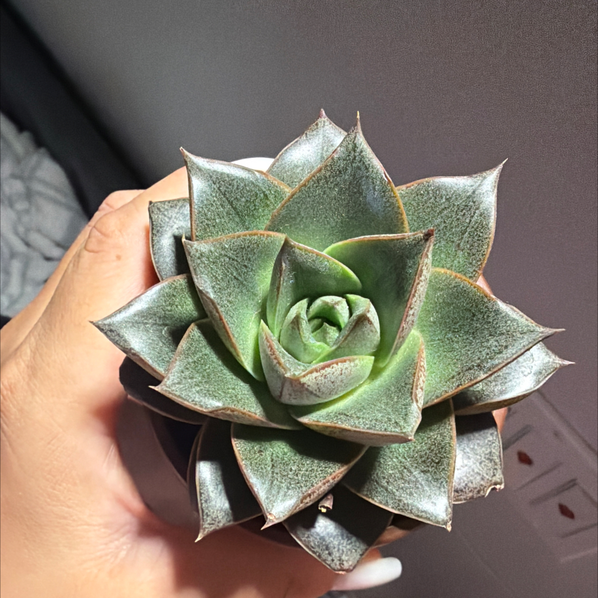 Photo of the plant species Echeveria purpusorum by @PiousLantana32 named Sol on Greg, the plant care app