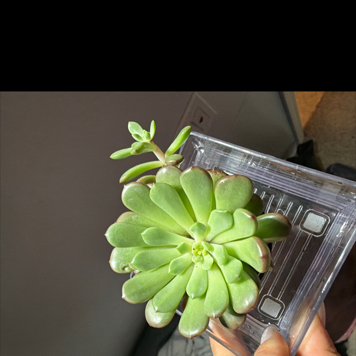 Photo of the plant species Graptoveria 'Bashful™' by @PiousLantana32 named Luna on Greg, the plant care app