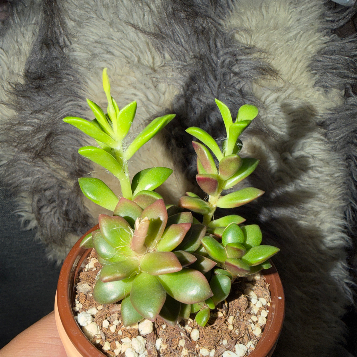 Photo of the plant species Anacampseros telephiastrum 'Variegata' by @RootedInChaos named Messi on Greg, the plant care app