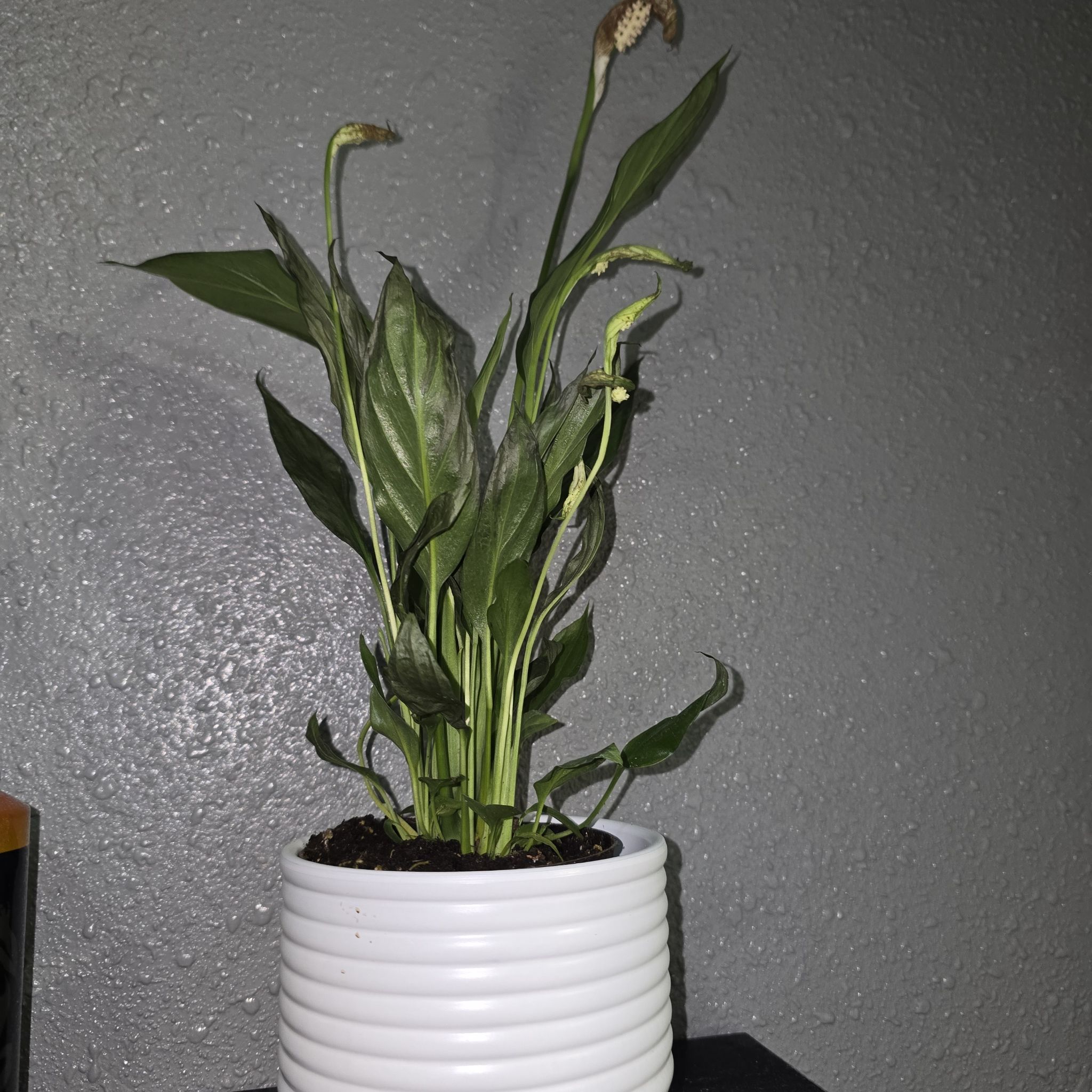 Lily Pouter