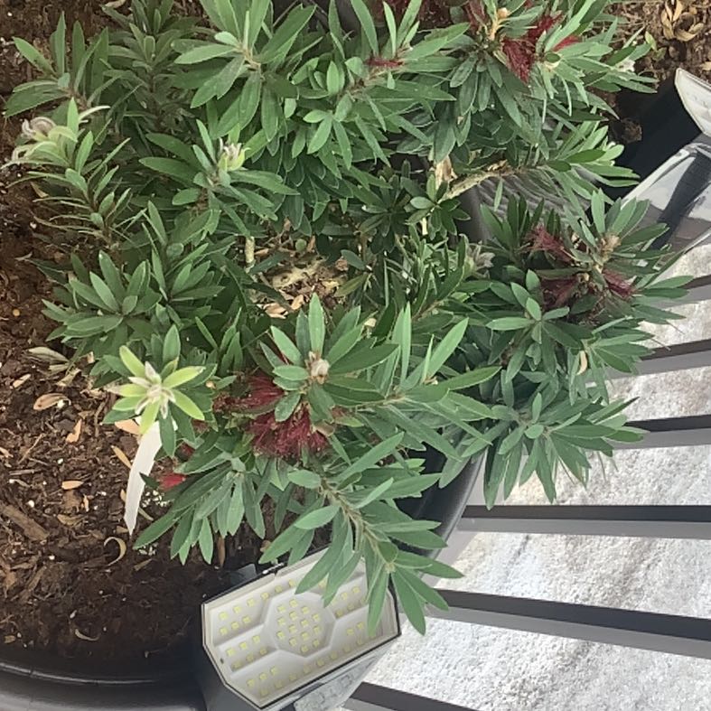 Photo of the plant species Little John Dwarf Bottlebrush by @GrowingAster80 named Ulysses S Plant on Greg, the plant care app