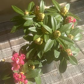 Photo of the plant species Alpenrose by @SuitablePersia named Diana on Greg, the plant care app