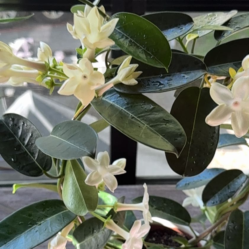 Photo of the plant species Night-Blooming Jessamine by @SuitablePersia named Michelle Branch on Greg, the plant care app