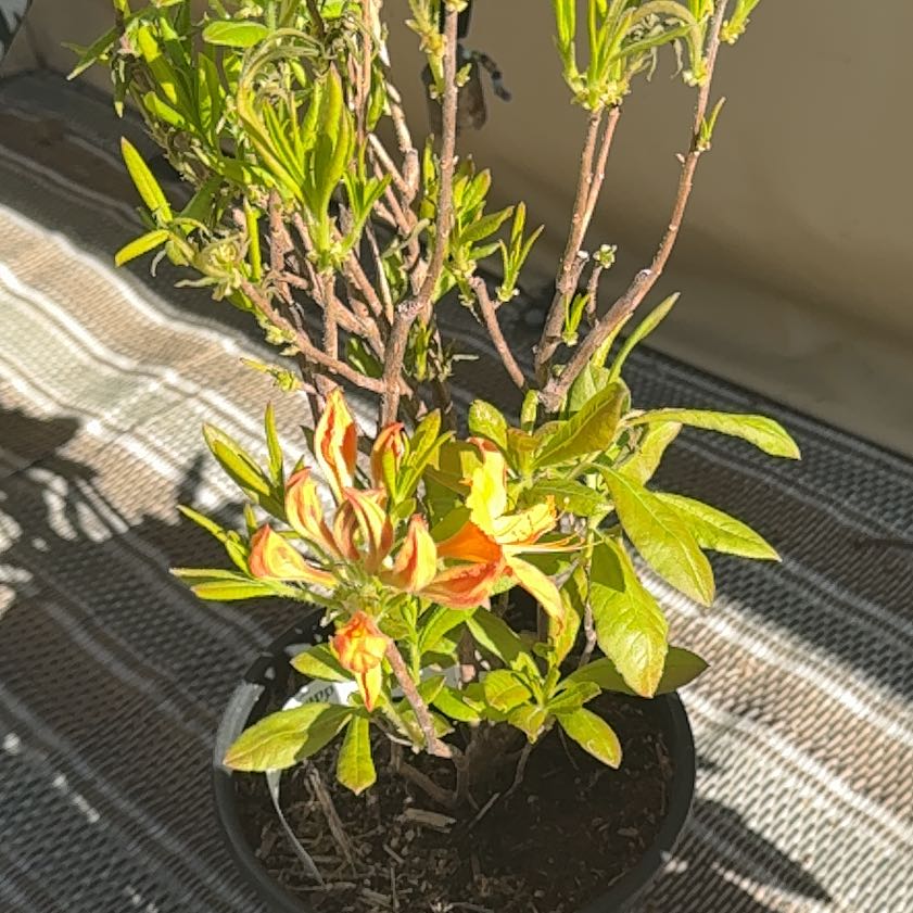 Photo of the plant species Flame Azalea by @SuitablePersia named Bruce Lee on Greg, the plant care app