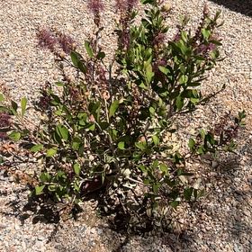 Photo of the plant species Pink Mulla Mulla by @LovelyEndive50 named Leaf Erickson on Greg, the plant care app