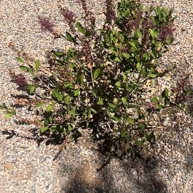 Photo of the plant species Laurel Sumac by @LovelyEndive50 named Ulysses S Plant on Greg, the plant care app