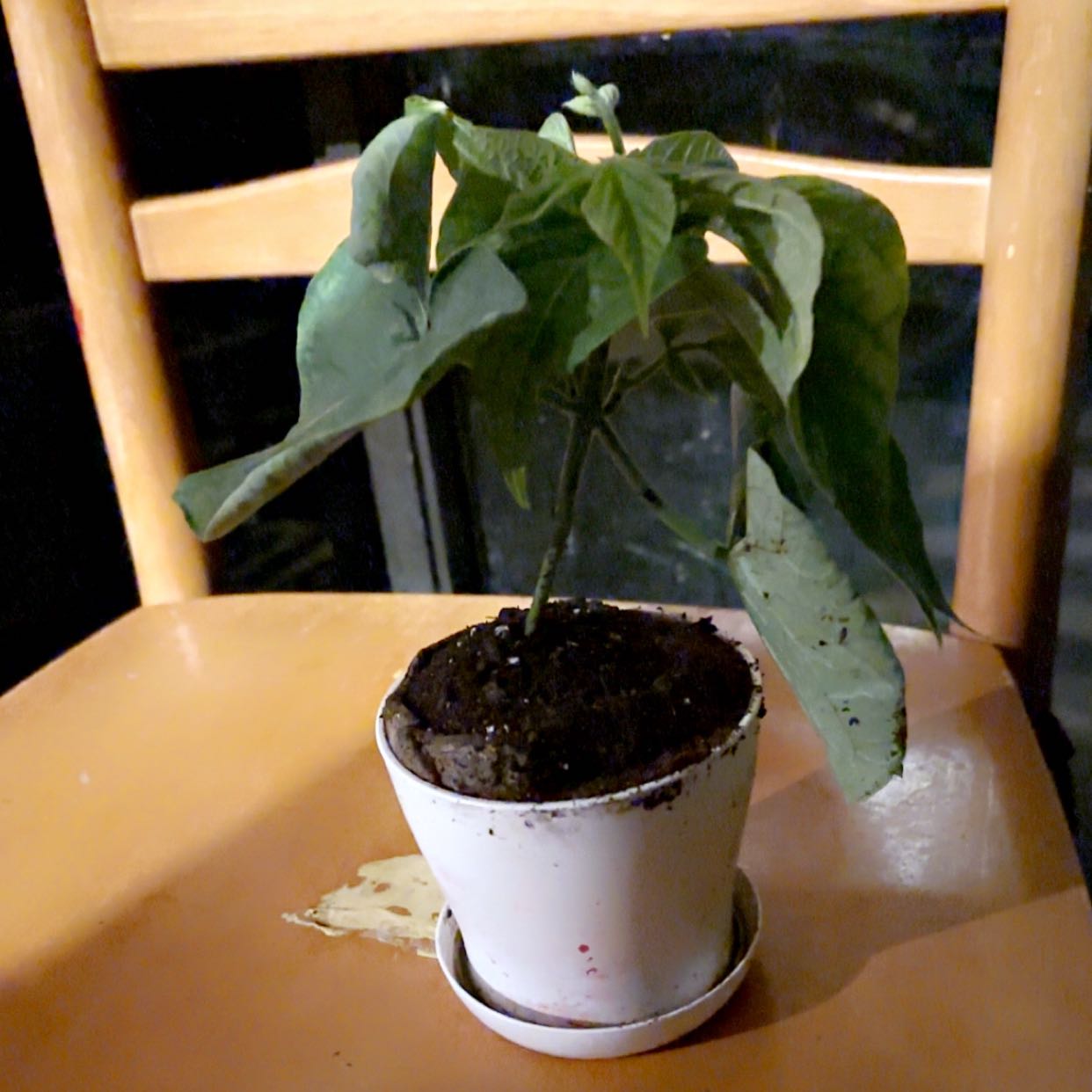 Photo of the plant species Burpee Stringless Green Pod by @QualityFicus20 named Walt on Greg, the plant care app