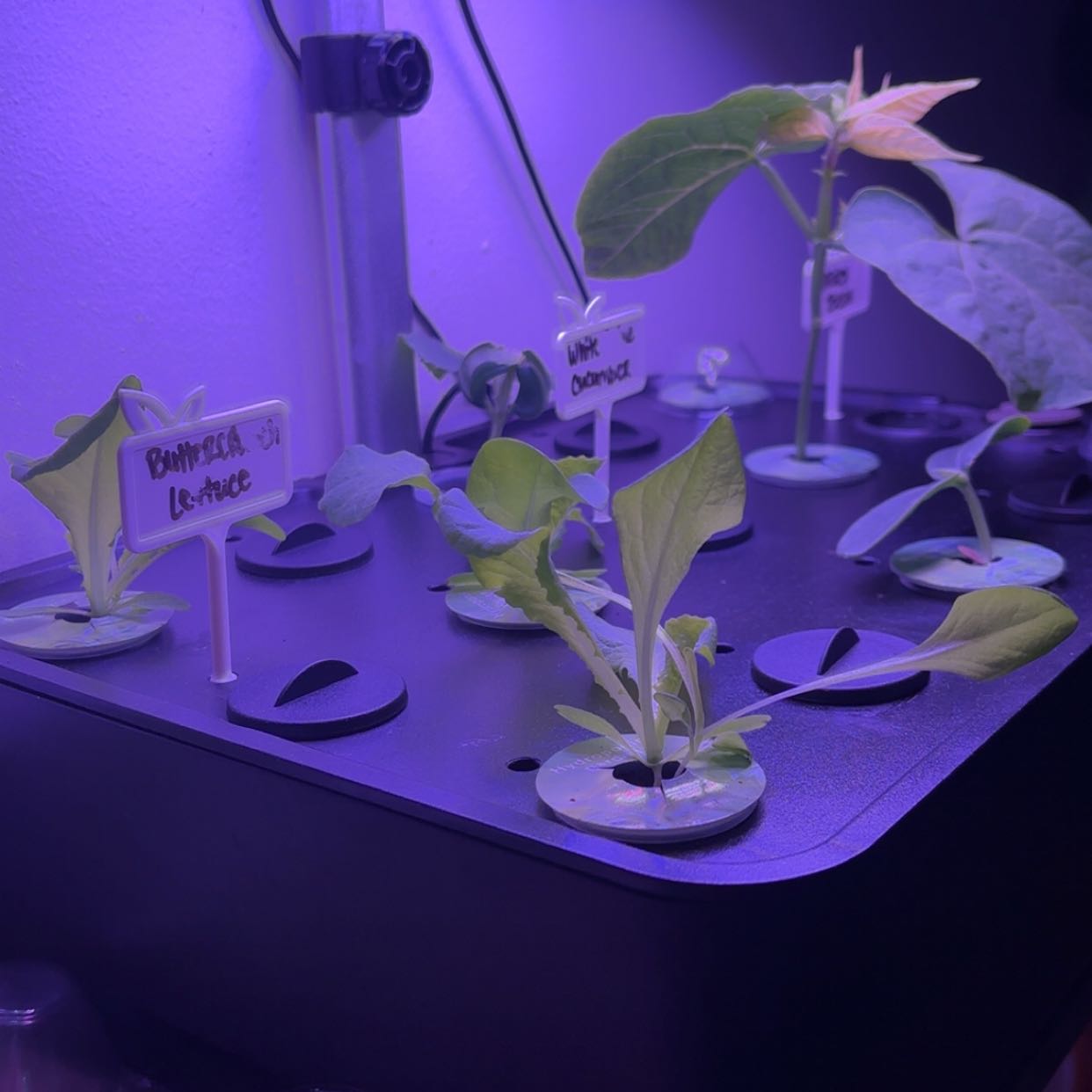 Photo of the plant species Buttercrunch Lettuce by @QualityFicus20 named Bigleef Smalls on Greg, the plant care app