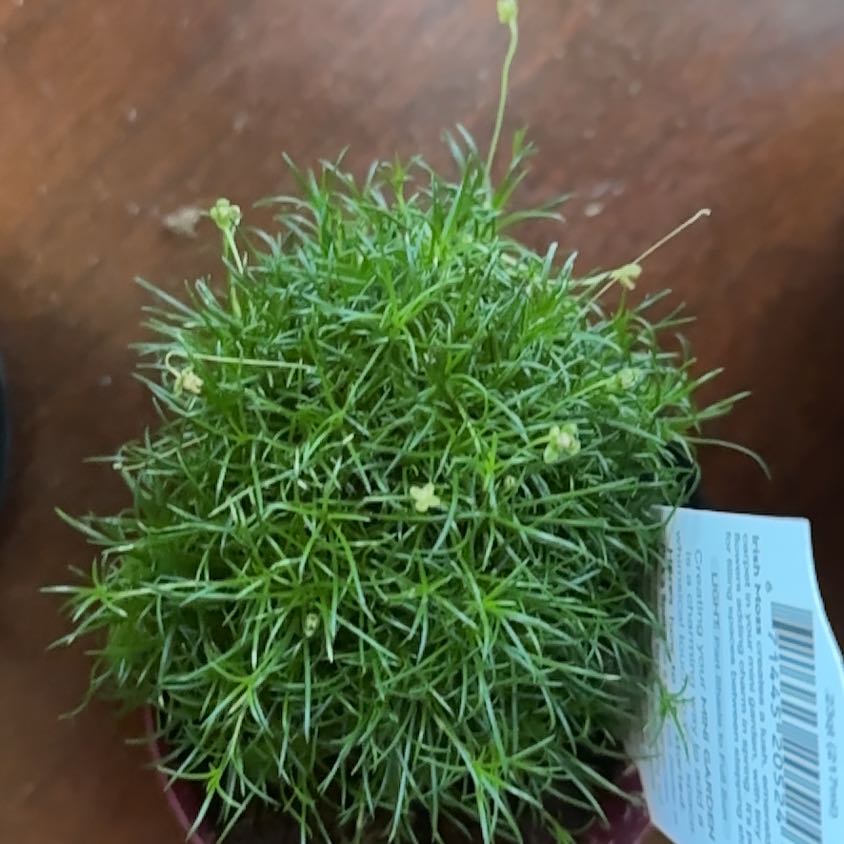Photo of the plant species Birdeye Pearlwort by @FullGuapilla44 named Queen on Greg, the plant care app
