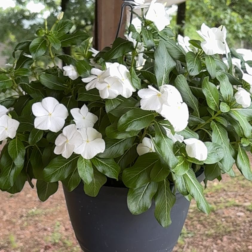 Photo of the plant species Vinca by @VividTawapou65 named Zeus on Greg, the plant care app