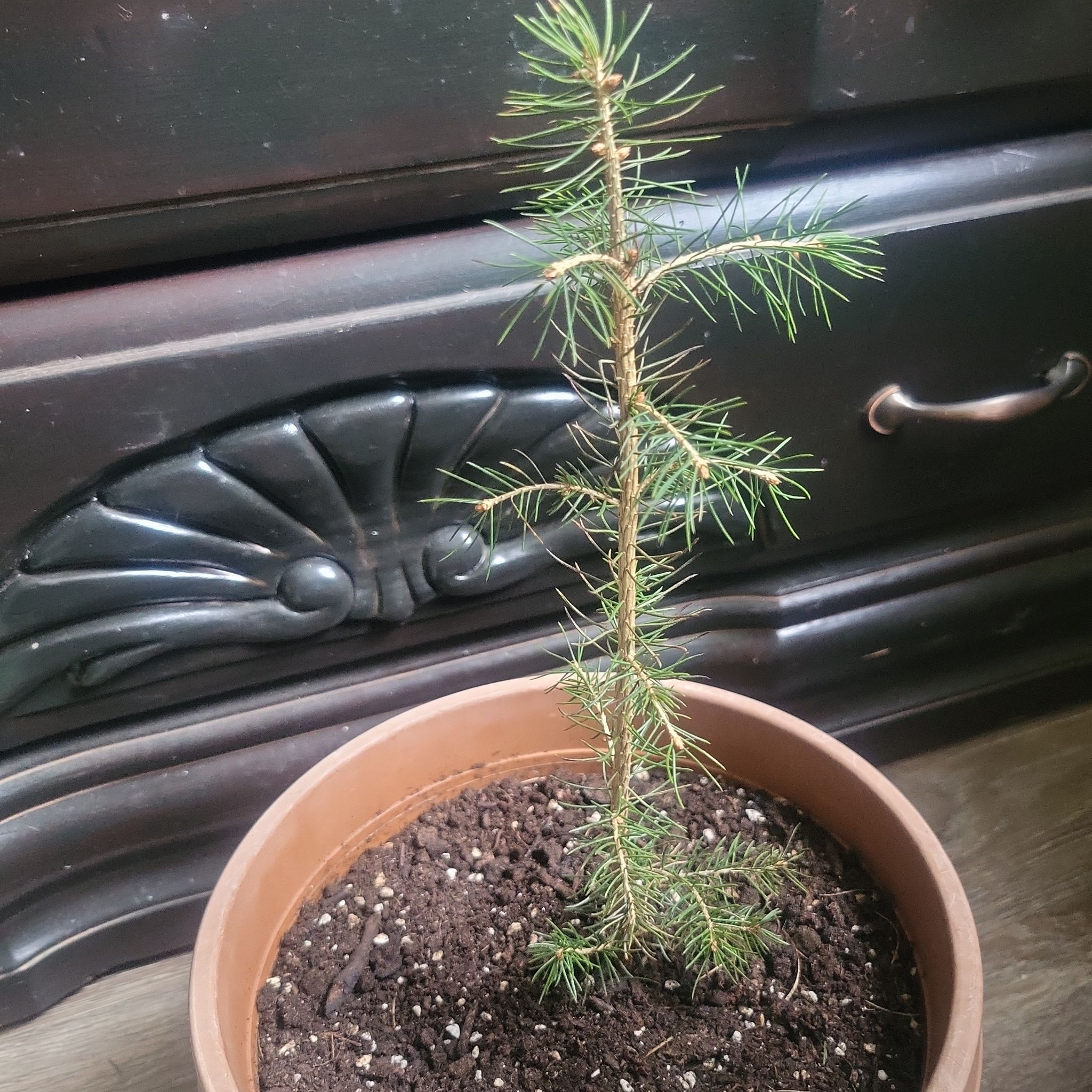 Photo of the plant species Norway Spruce by @PassingThyme named Barry on Greg, the plant care app