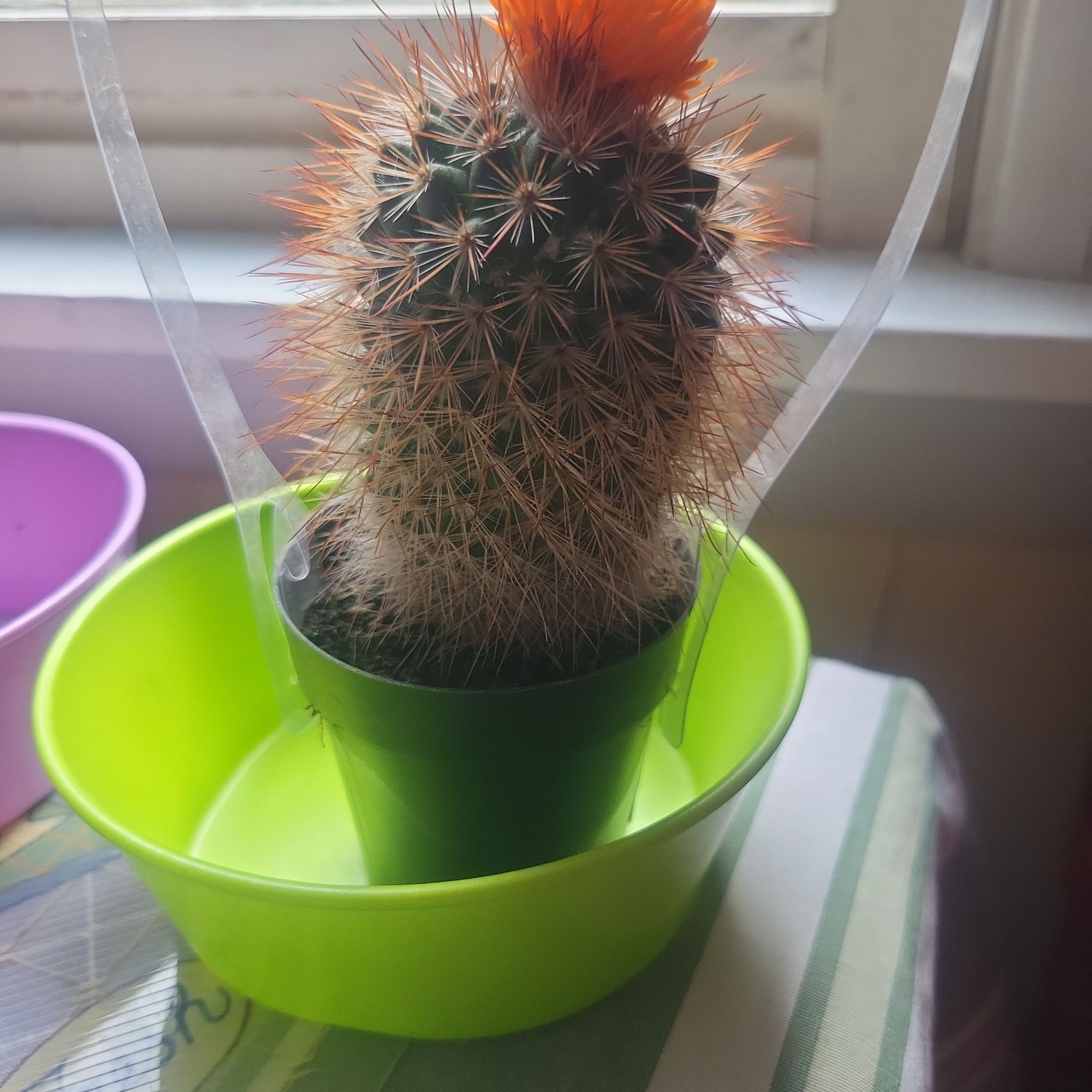 Photo of the plant species Mammillaria spinosissima f. rubrispina by @PassingThyme named Gary on Greg, the plant care app