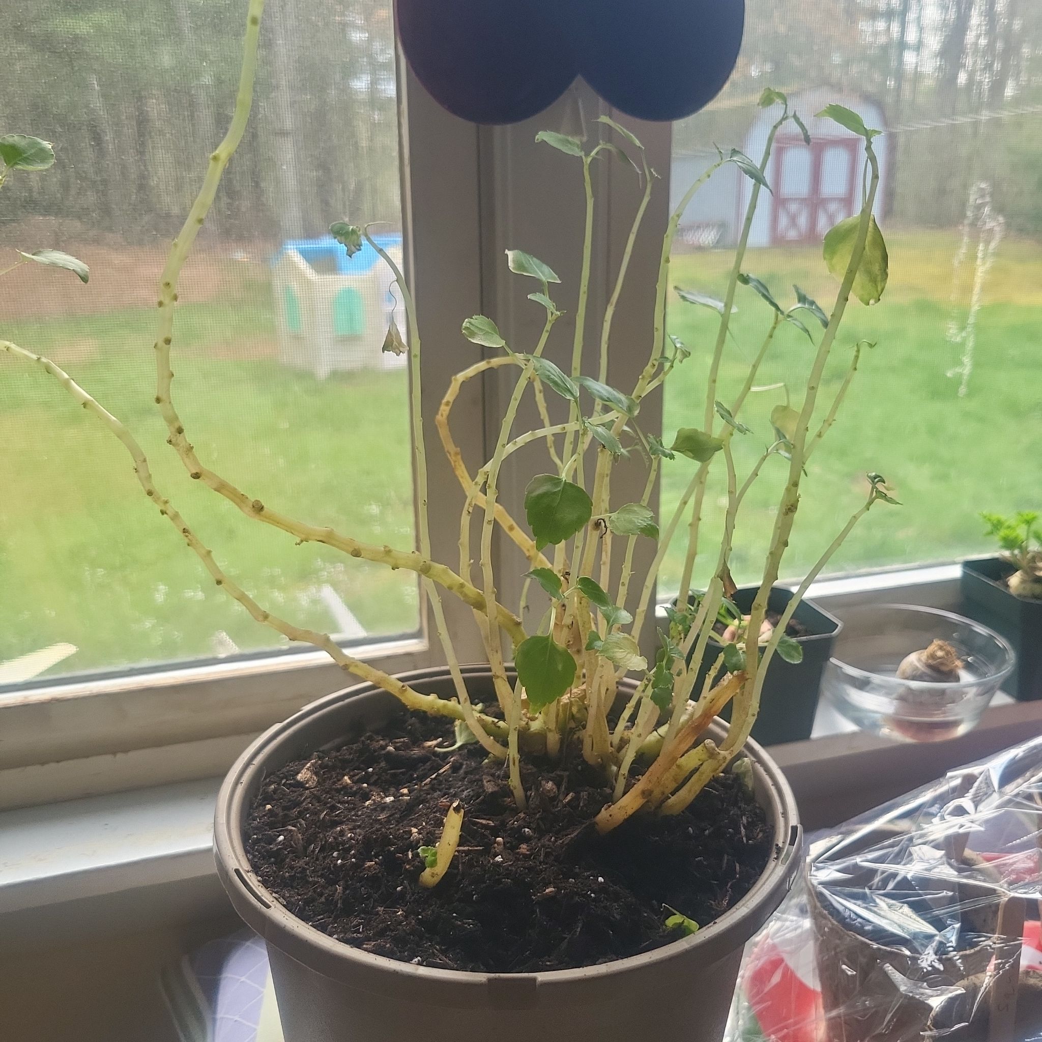 Photo of the plant species Impatiens by @PassingThyme named Poppy and Branch on Greg, the plant care app