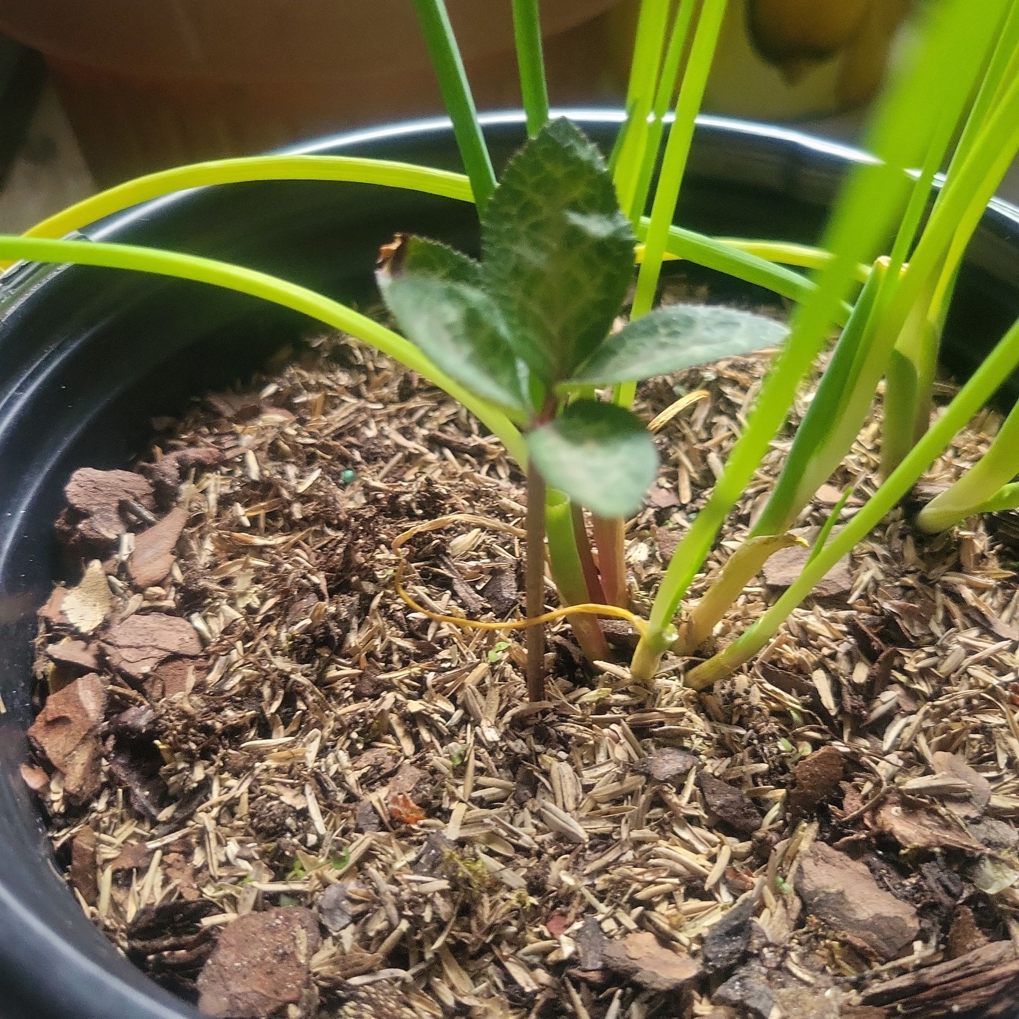 Photo of the plant species Hellebore 'Penny's Pink' by @PassingThyme named Sol on Greg, the plant care app