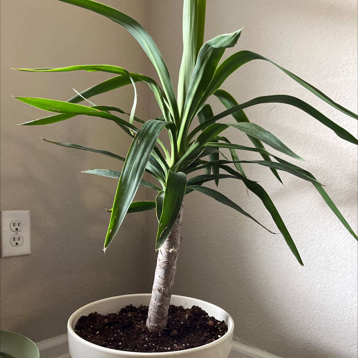Photo of the plant species Blue-Stem Yucca by Hannah named Yuka on Greg, the plant care app