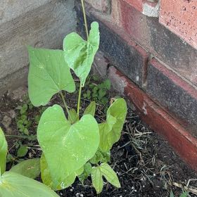 Photo of the plant species Mexican Morning Glory by @ChosenMint36 named Sproutacus on Greg, the plant care app